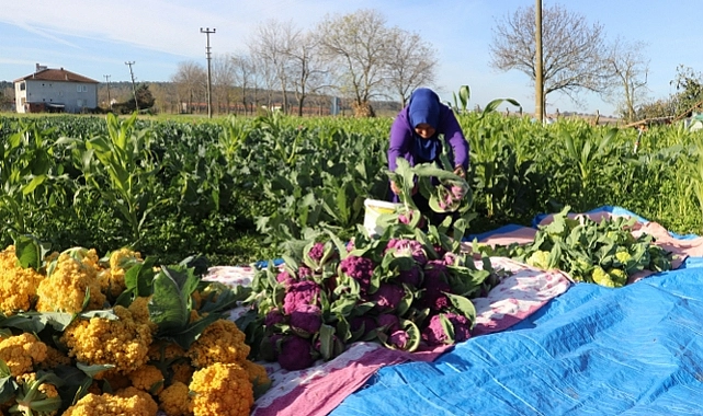 Lahana ve Karnabaharda Türkiye Lideri Samsun, Sebze Üretiminde Zirvede