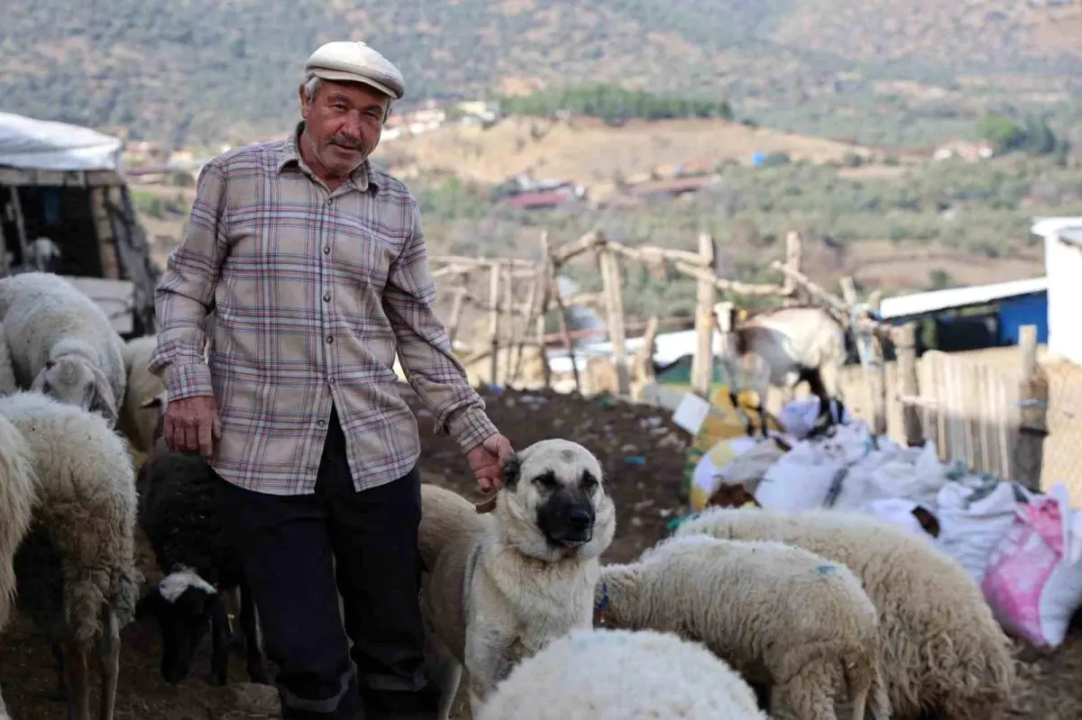 Şap Karantinası Hayvancılığı Zorluyor