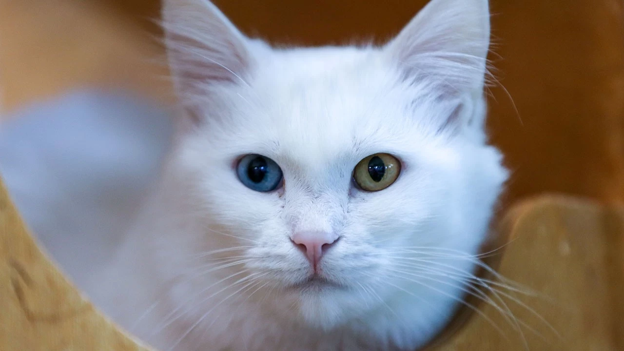 “Her evde, koruma altındaki Van kedilerinden  bir tanesi olsun istiyoruz”