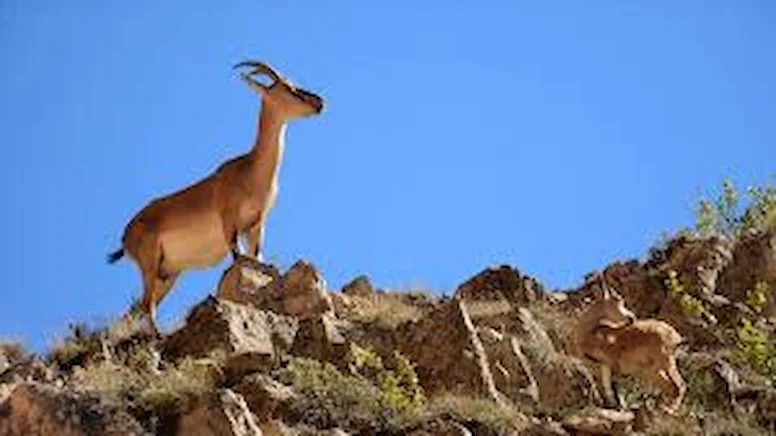 Yaban keçisi avına rekor ceza