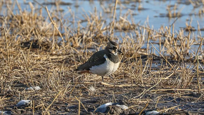Ağrı Dağı’nın eteklerinde dondurucu soğuklara rağmen 35 kuş türü yaşıyor