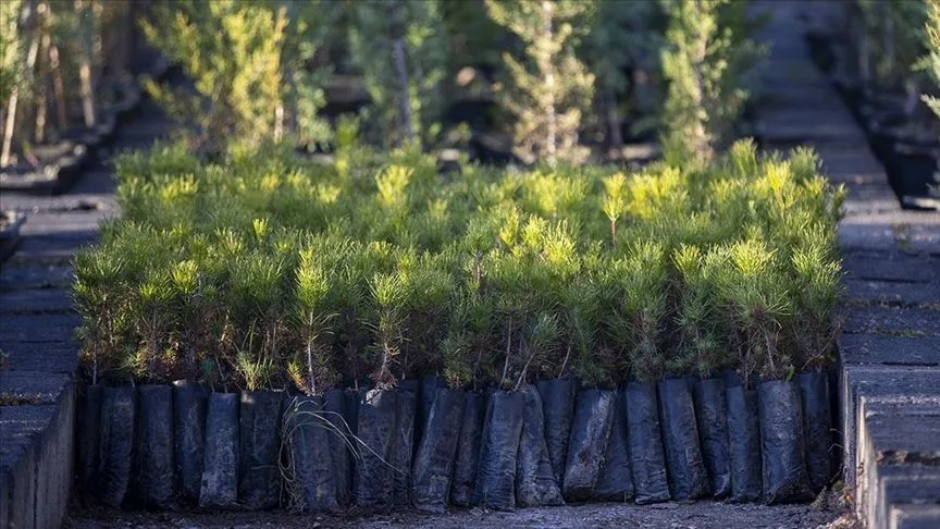 Türkiye’de geçen yıl 517 milyon fidan ve tohum toprakla buluştu