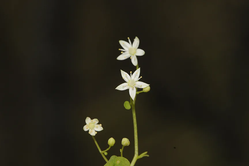 İzmir’de endemik bitki türü keşfedildi