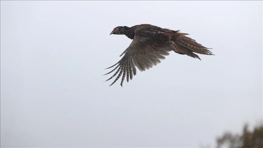 Doğa koruma ekipleri geçen yıl 11 bin yaban hayvanı tedavi ederek doğaya saldı