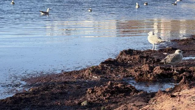 Tekirdağ’da lodos nedeniyle sahilde kırmızı yosun birikti