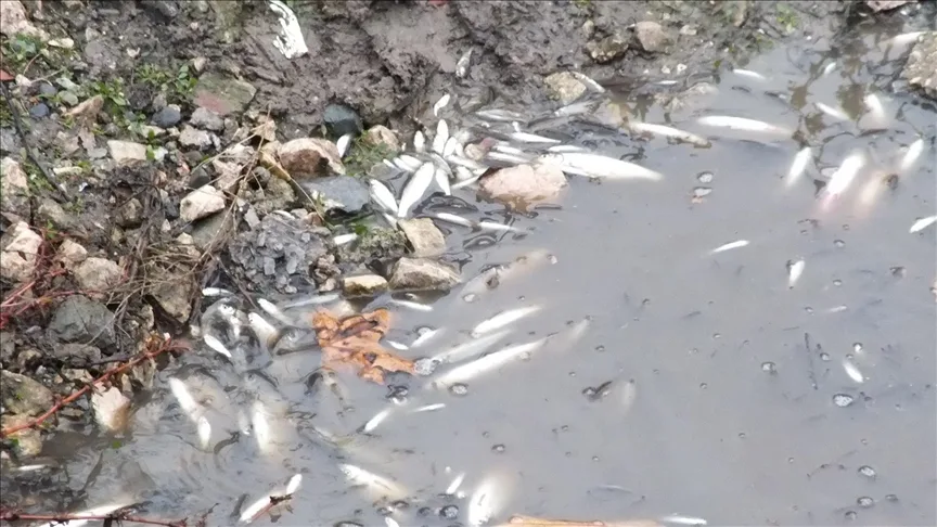 Tokat’ta Yeşilırmak’ta çok sayıda balık kıyıya vurdu