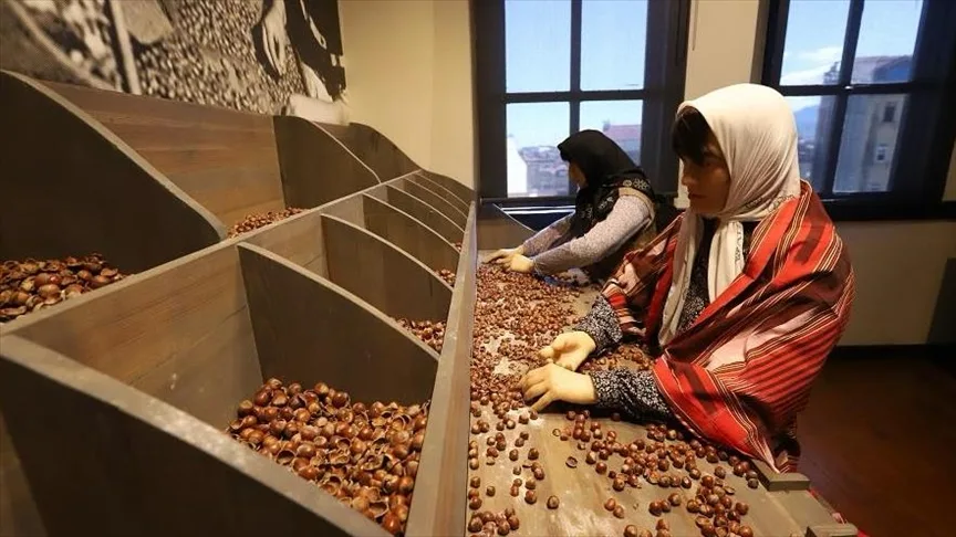 Ordu’da Kahraman Sağra Fındık Müzesi 14 bin 550 ziyaretçiyi ağırladı