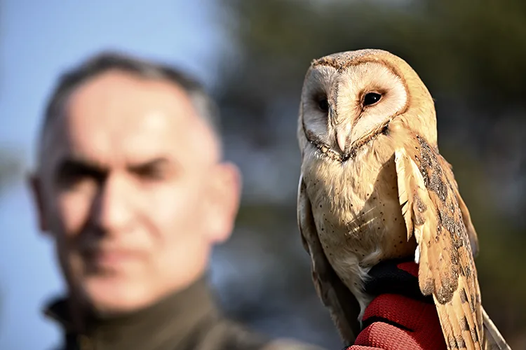 Yaralı kızıl şahin ve soğukta bitkin düşen peçeli baykuş Doğa Koruma’ya emanet