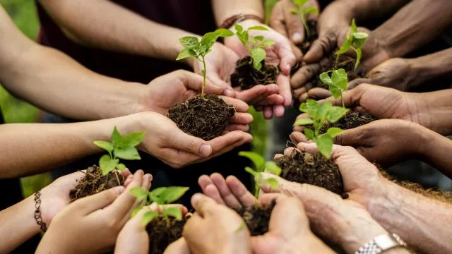 2025’te 517 milyon fidan ve tohum toprakla buluştu