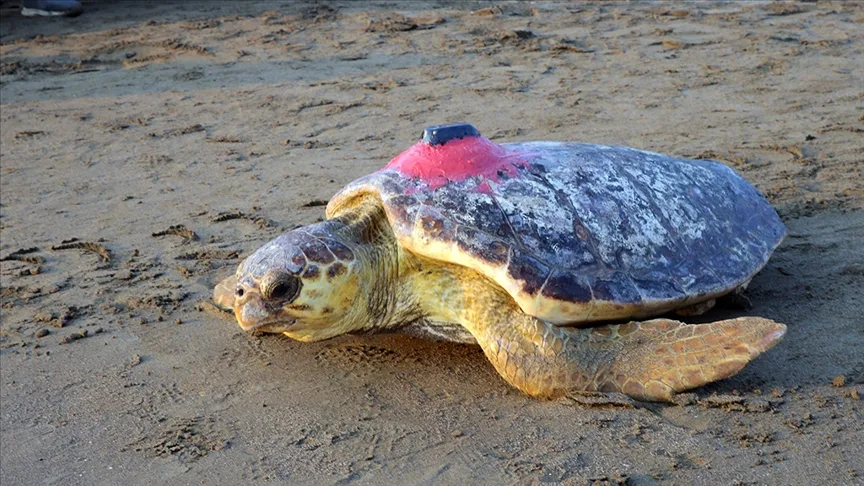 Caretta caretta “Tuba” ikinci turunda Ege ve Akdeniz’den ayrılmadı