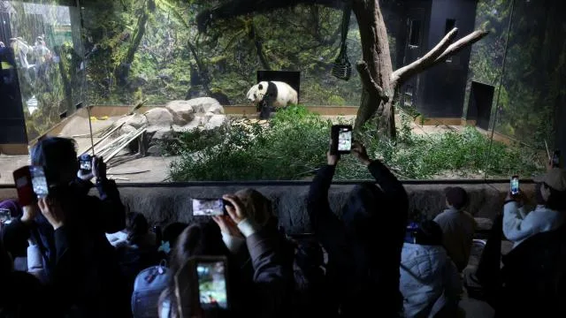 Japonya’da, Çin’e gönderilecek pandalara veda için binlerce kişi hayvanat bahçesine akın etti