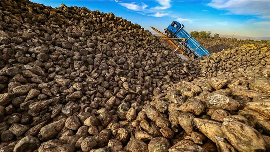 Türkiye’de üretilen şeker miktarı yaklaşık 3 milyon tonu bulacak