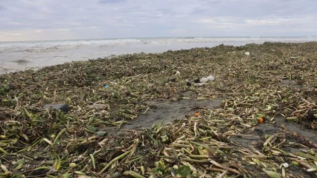 Su sümbülleri yağışla birlikte Akdeniz kıyısını yeşile bürüdü