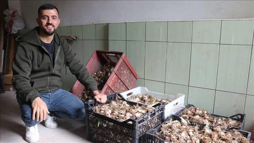 Adanalı girişimci, yetiştirdiği ak zambak soğanlarıyla ihracata hazırlanıyor