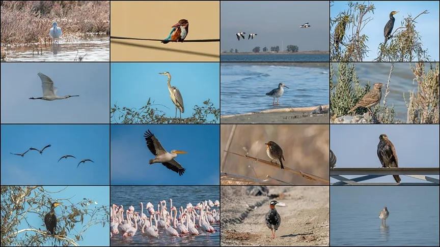 Çukurova Deltası kış aylarında da çok sayıda kuş türüne ev sahipliği yapıyor