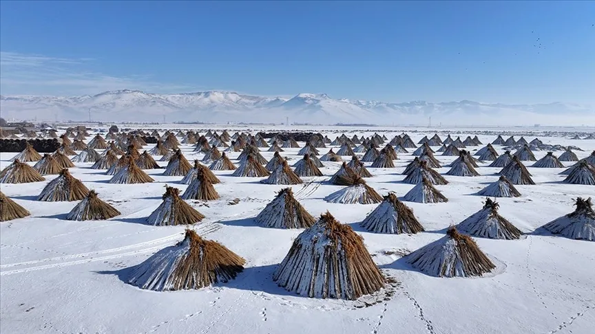 Soğuk havaya rağmen Sultan Sazlığı’nda kamış hasadı yapıyorlar
