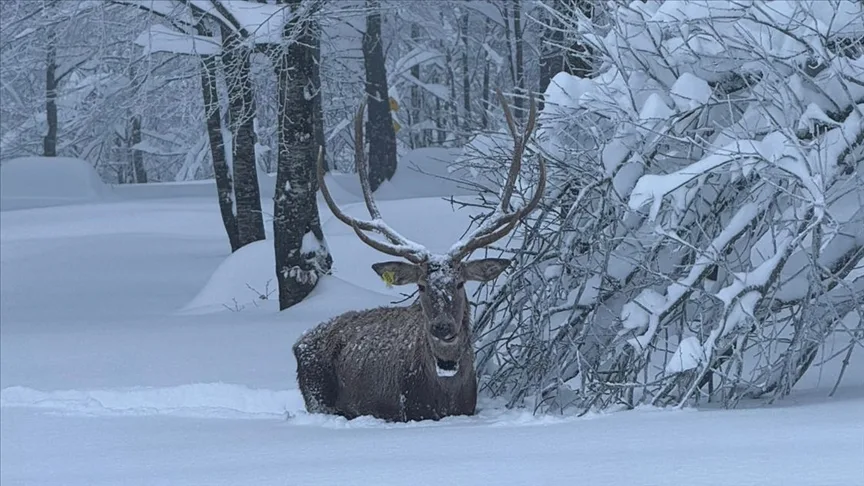 Ormanya’da yetiştirilen kızıl geyik, karla kaplı Kuzuyayla’da görüntülendi