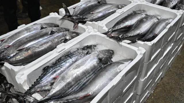 Marmara Denizi’nde torik bolluğu