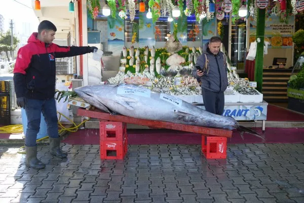 353 Kilo, 2.5 Metrelik Dev Orkinos Heyecan Yarattı!..