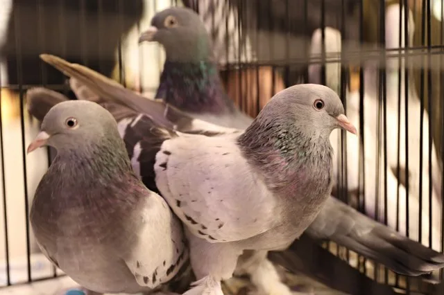 81 ilden güvercin severler bir araya geldi.