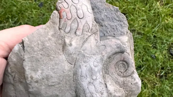 İngiltere’de Bulunan 340 Milyon Yıllık Nadir Fosiller Olağanüstü Detaylar İçeriyor