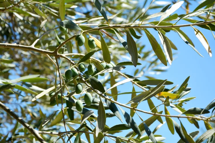 Zeytine bilimsel koruma