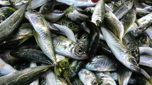 Beklenen Gürcistan hamsisi gelmeyince tezgahlar buzhane hamsisine kaldı