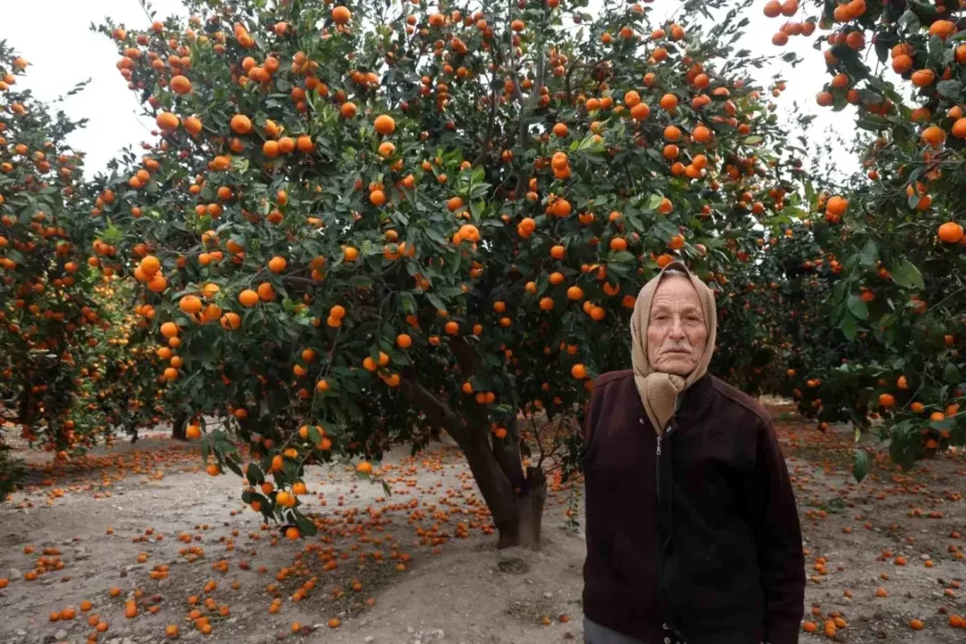 Hatay’da mandalina rekoltesi yüksek, alıcı bulunamadığı için dalında çürümeye başladı.