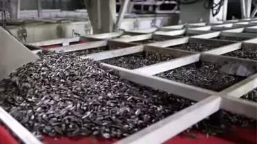 Guanr Tarım, Türkiye’de Ayçiçeği Çekirdeği Sanayi Kurdu