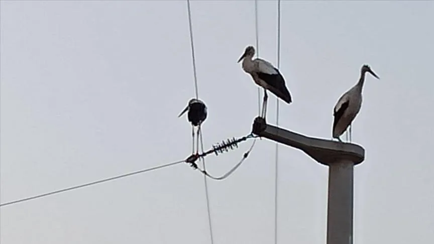 Kuşların Göç Yolculuğunda “Elektrik Çarpması Tehdidinin Önlenmesi” için Uluslararası Çalışma Başlatıldı.