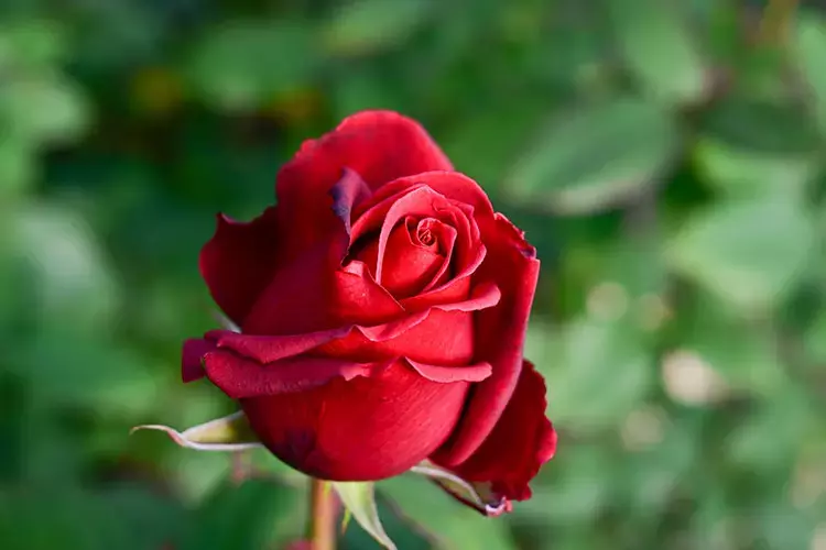 Suyuna birkaç damla eklemek Çiçeklerin solmasını önllüyor