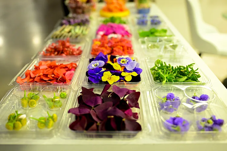 Gastronomi sektöründe yenilebilir çiçeklerin popülerliği arttı