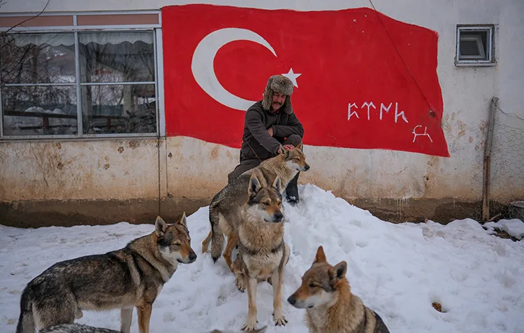Sivas’ın bozkırında hayatını adadığı kurt köpekleri ve yırtıcı kuşlarıyla yaşıyor
