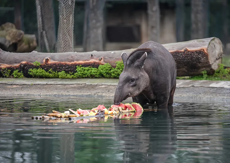 Bursa Hayvanat Bahçesi’ndeki tapirler kış mevsiminde özenle besleniyor