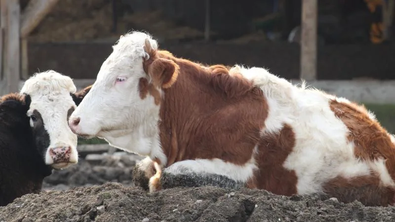 Güney Afrika’da şap salgını nedeniyle “ulusal afet hali” ilan edildi