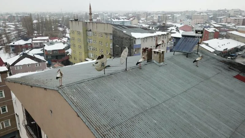 Ağrı’da kışın ortasında leylek sürprizi