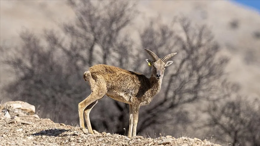 “Anadolu cerenleri” Konya’daki doğal yaşam alanlarında görüntülendi