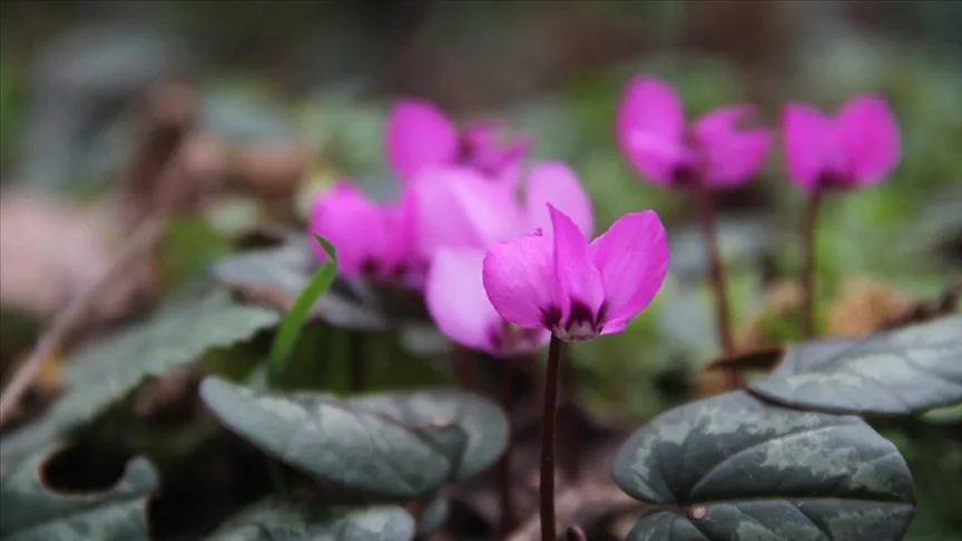 Çorum’da yabani sıklamenler çiçek açtı