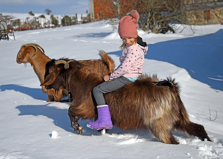 Küçük Ceyda’nın en yakın dostu keçileri