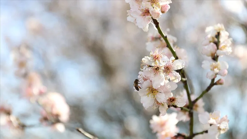Kırklareli’nde badem ağaçları çiçek açtı