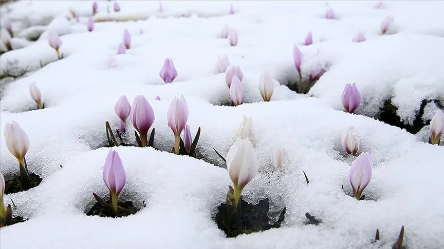 Muş Ovası’nda “baharın habercisi” çiğdemler kar altında kaldı