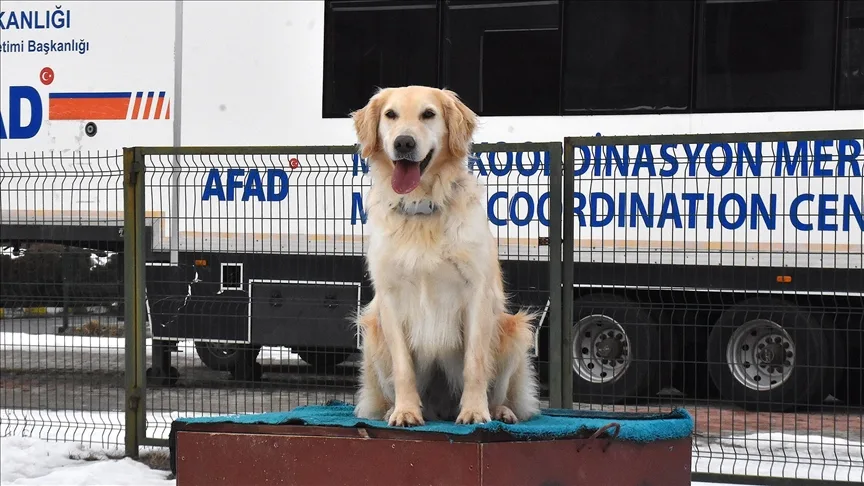 Yaralı patileriyle 6 kişiye umut olan “Köpük” eğitimlerle yeni görevlere hazırlanıyor