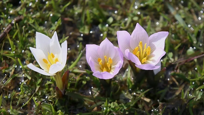 Muş Ovası’ndaki bazı araziler “baharın habercisi” çiğdemlerle renklendi