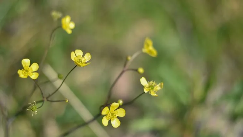 Cemre düşüyor, bahar yaklaşıyor