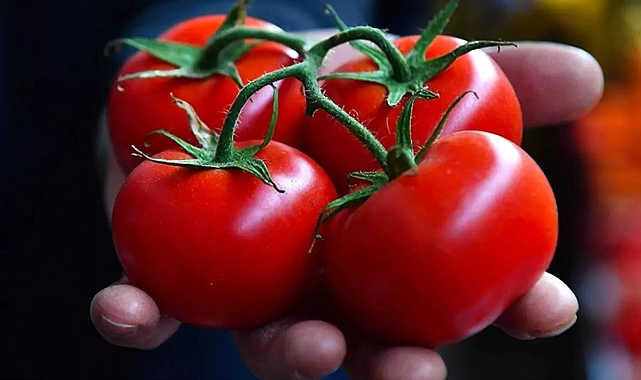 Dünyanın En İyi Domatesleri Açıklandı: İşte Türkiye’nin Tek Temsilcisi