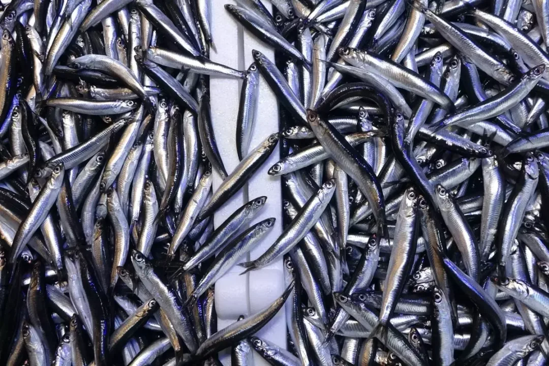 İşte sofralarda en çok yenen balık.. Hamsinin tahtını devirdi!