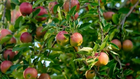 Bahara hazır olacak: İşte Şubat ayında budanması gereken bitkiler