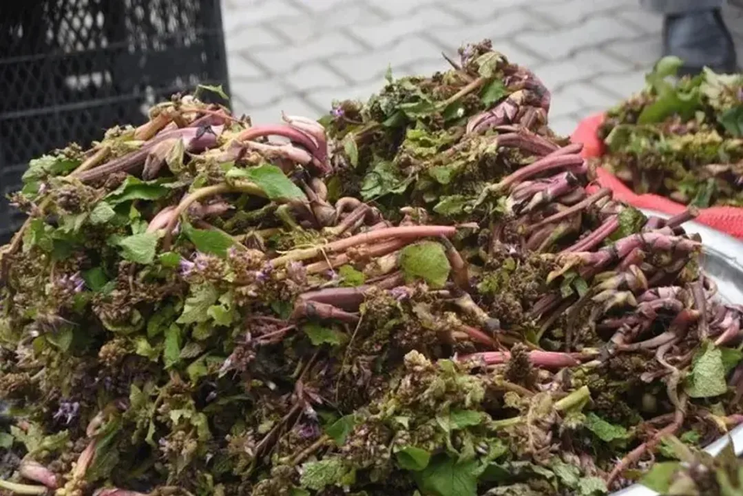 Sinop’ta Eskiden Askerlere Cesaret Vermesi İçin Tüketilen Bitki Pazarın Yeni Gözdesi Oldu