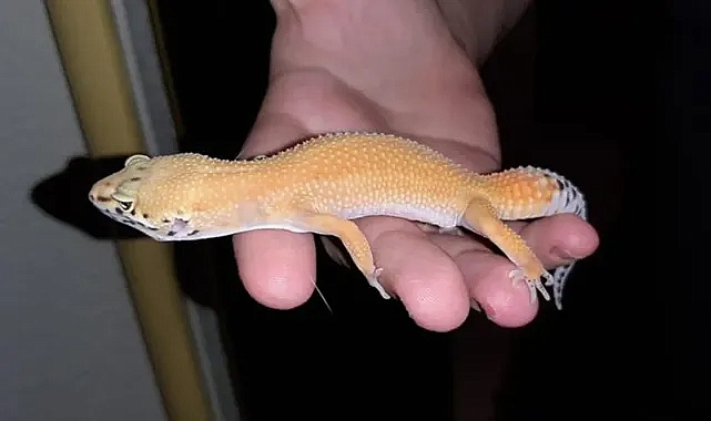 Ticaret Bakanlığı 2025 Canlı Hayvan Kaçakçılığı Verilerini Açıkladı