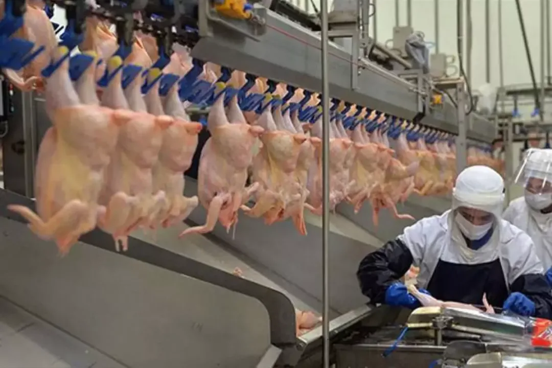 Ramazan öncesi fahiş zamlar!.. Tavuk ürünlerinin ihracatı durduruldu